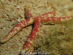 Star Fish by Hisham Elshafie 